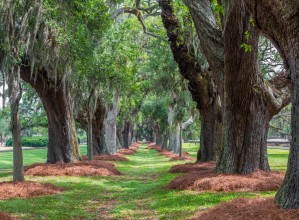 Avenue of Oaks Over Grass